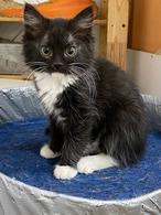 Фото: Скоттиш страйт (шотландская прямоухая) : Чудесные котята ищут семью.