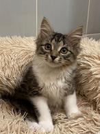 Фото: Скоттиш страйт (шотландская прямоухая) : Чудесные котята ищут семью.