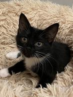 Фото: Скоттиш страйт (шотландская прямоухая) : Чудесные котята ищут семью.
