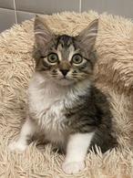 Фото: Скоттиш страйт (шотландская прямоухая) : Чудесные котята ищут семью.