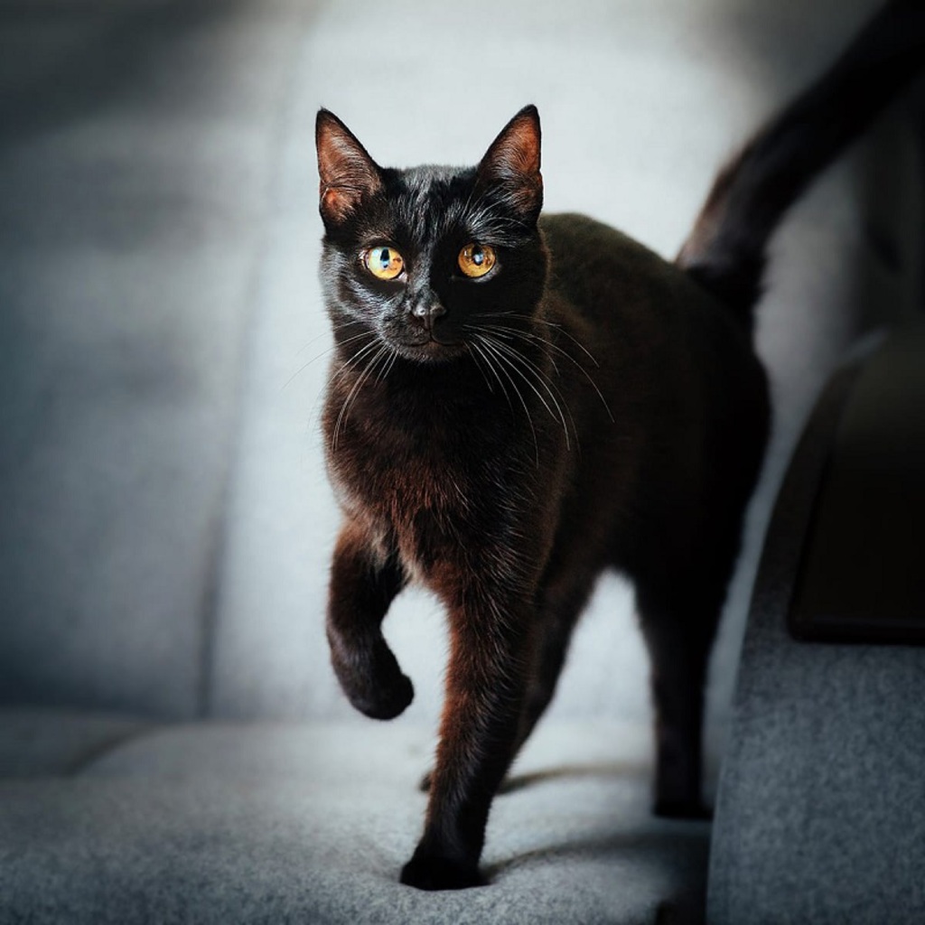 Черная кошка чисто черная